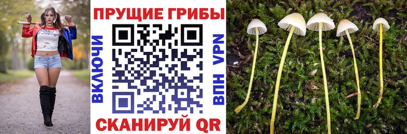 Купить  Курчатов  Псилоцибиновые грибы Psilocybine cubensis 